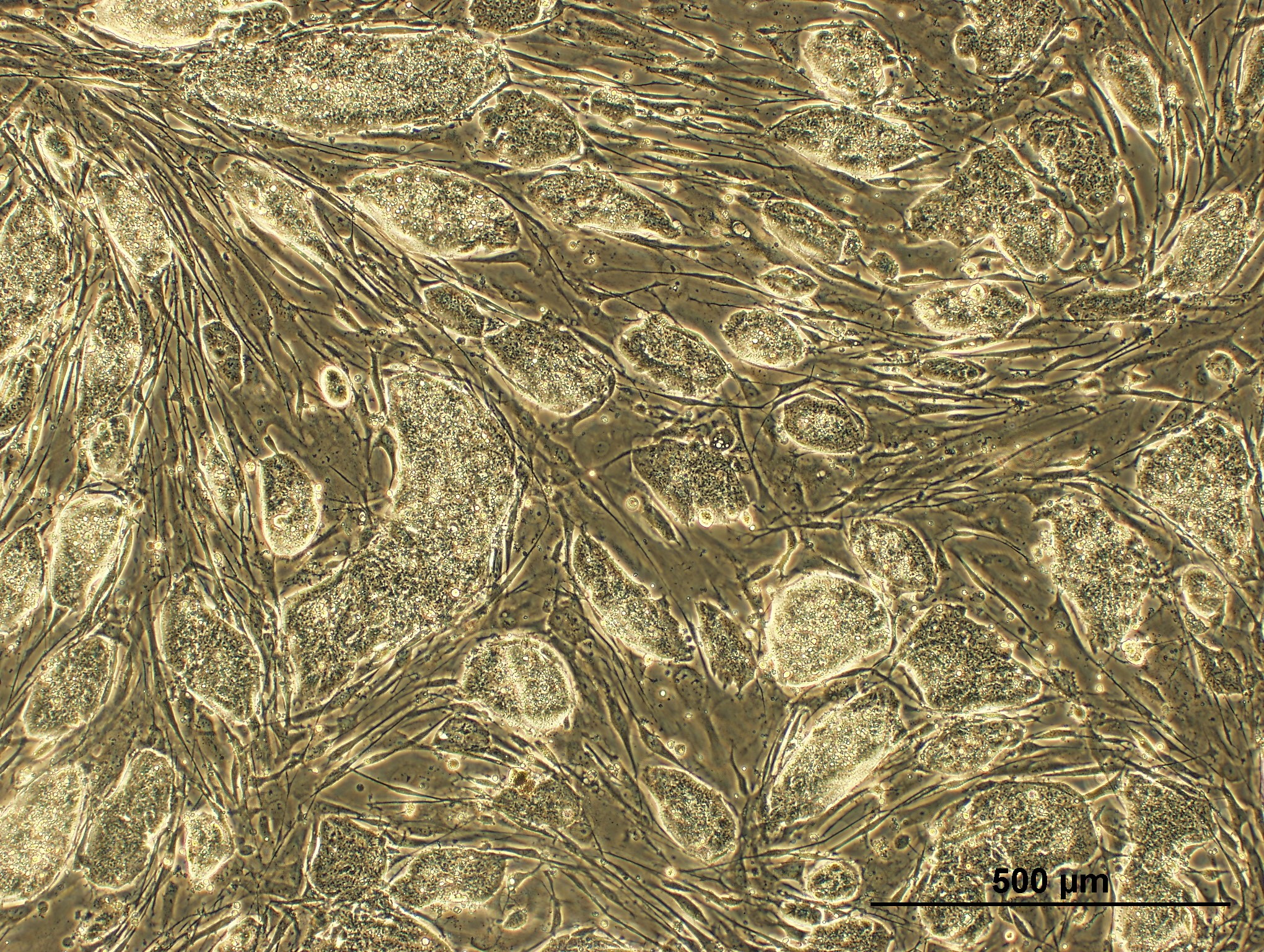 images/STEM CELL.jpg